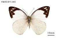 藏品(雲紋尖粉蝶)的圖片